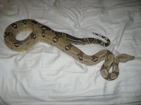 F het sharp monstertail.jpg