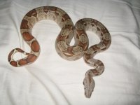 F hypo het albino.jpg