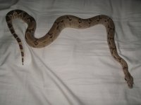 F Hypo het moonglow.jpg