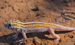 Teratoscincus keyserlingii - male (2).jpg