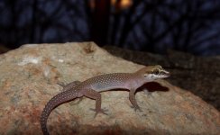 Pachydactylus atorquatus.jpg