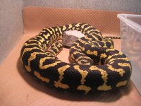 snakes 011.jpg