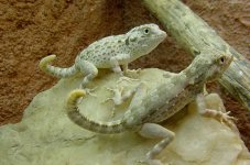 Pristurus carteri - pair.jpg