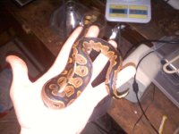 calico31.jpg