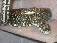 snakes 019.jpg