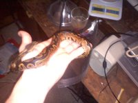 calico32.jpg