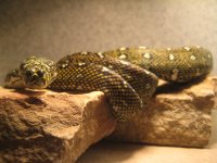 snakes 015.jpg