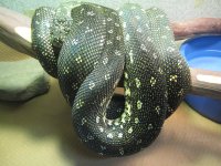 snakes 010.jpg