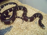 Snakes 024.jpg