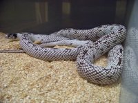 Snakes 009.jpg