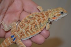 DSC_7147.jpg