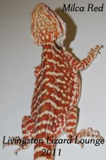 red leather.jpg