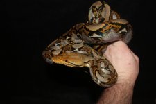 Retic2.jpg