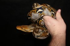 Retic1.jpg