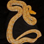 DLavRetic2.jpg