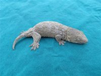 GEDC1458 (Small).JPG