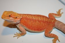 hypo female.jpg