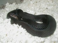04 24 2008 Eastern Melanistic adult female gravid 2.JPG
