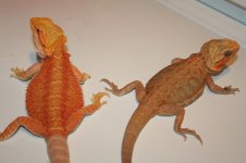 hypo n silk.jpg