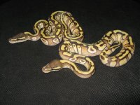 IMG_1579.jpg