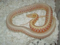 04 24 2008 Red Side Albino adult female gravid.JPG