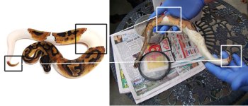 pied2.jpg