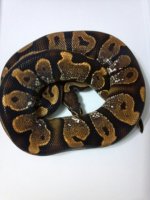 calico $750.jpg