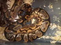 Calico breeding pic1.jpg