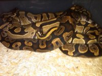 Calico breeding pic2.jpg