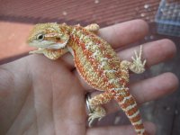 new pics of available 041.jpg