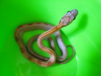 2011pippies 004.jpg