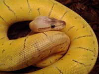 IMG_20120311_210116.jpg
