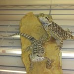 axanthic and het.jpg
