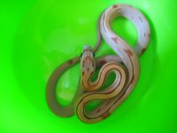 2011pippies 008.jpg