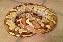 lesser.JPG