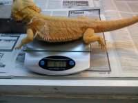 619dragonBAMBAM.jpg