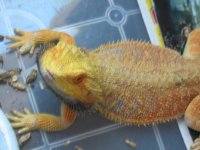 IMG_0729.jpg
