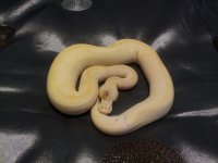 Pastel lesser champagne.jpg