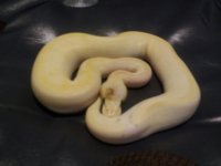 Pastel lesser champagne 2.jpg