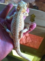 reptiles adult female 090.jpg