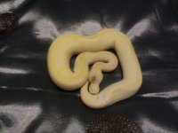 pastel lesser chapmagne 3.jpg