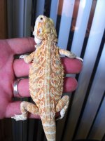 reptiles adult female 036.jpg