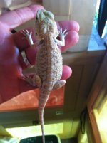 reptiles adult female 034.jpg
