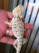 reptiles adult female 038.jpg