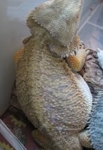 IMG_0740.jpg