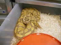 Caramel Albino from Joe Ellis 002.jpg