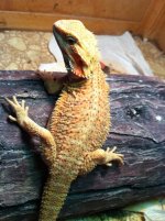 reptiles adult female 040.jpg
