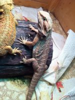 reptiles adult female 041.jpg
