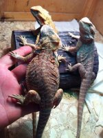 reptiles adult female 043.jpg