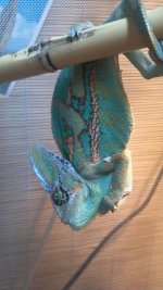 chameleon.jpg